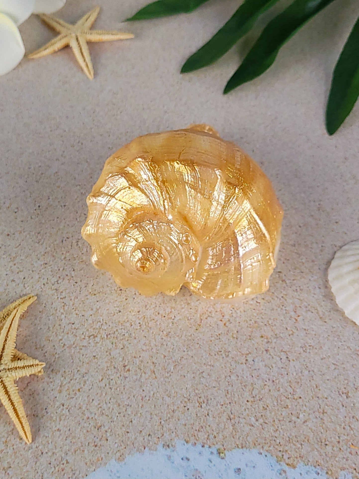 Seashell Soap Rapana