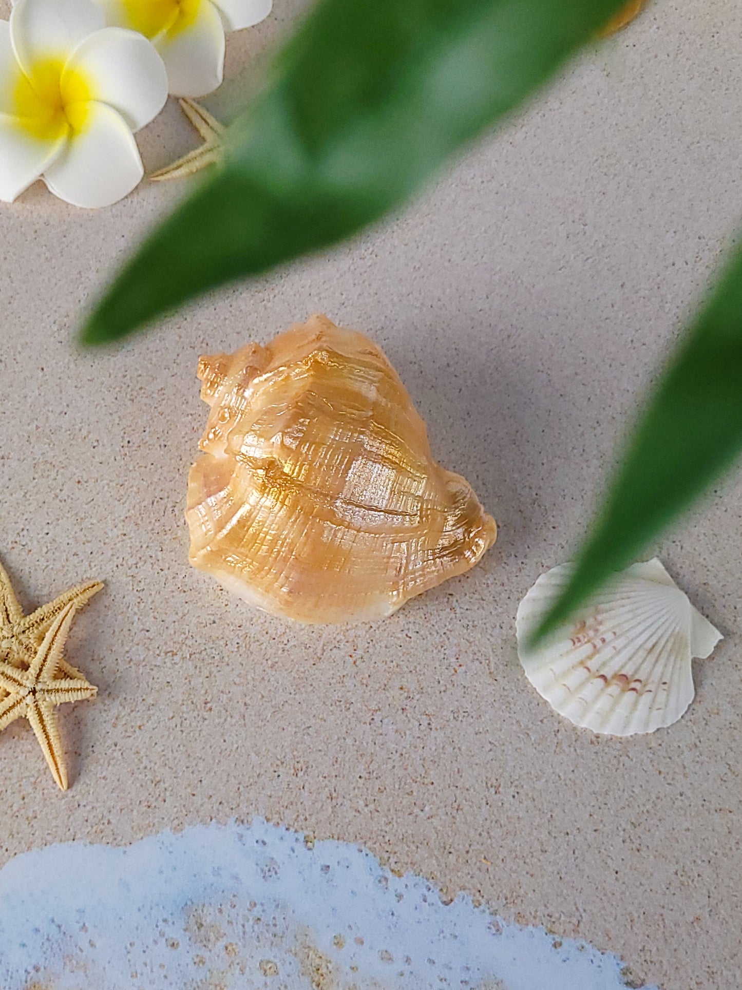 Seashell Soap Rapana