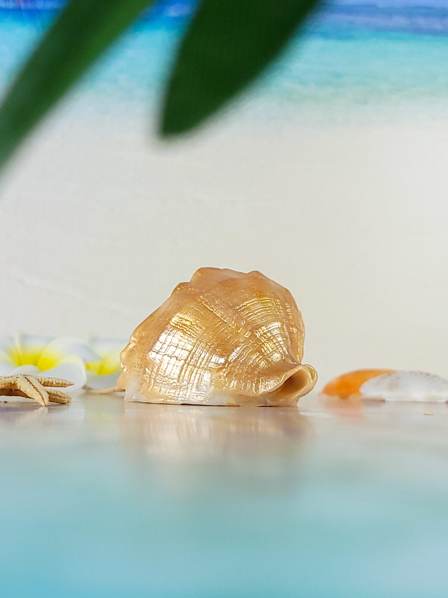 Seashell Soap Rapana