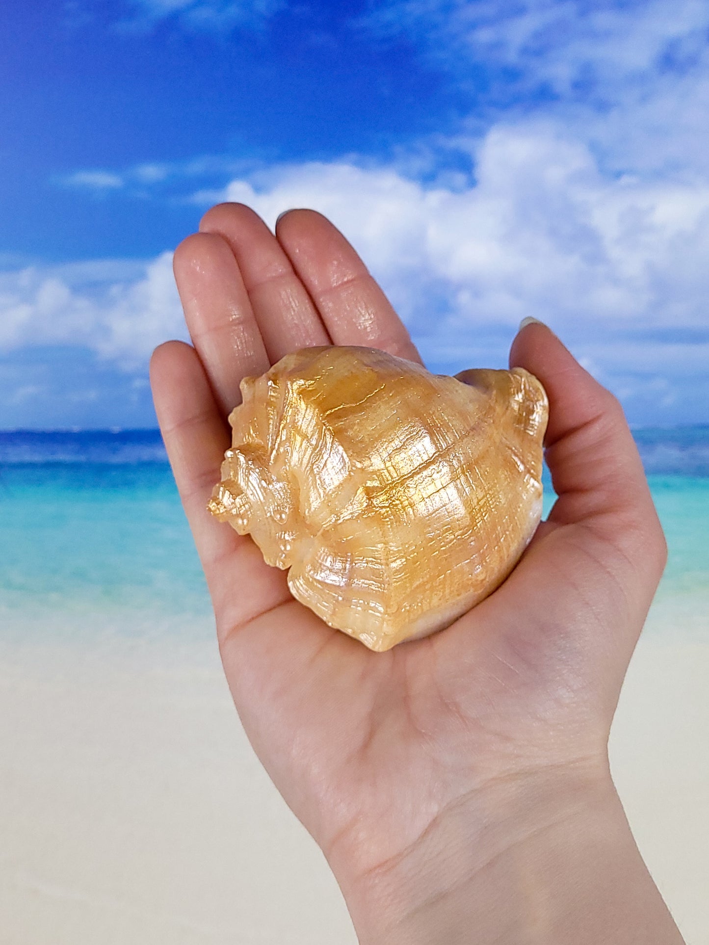 Seashell Soap Rapana