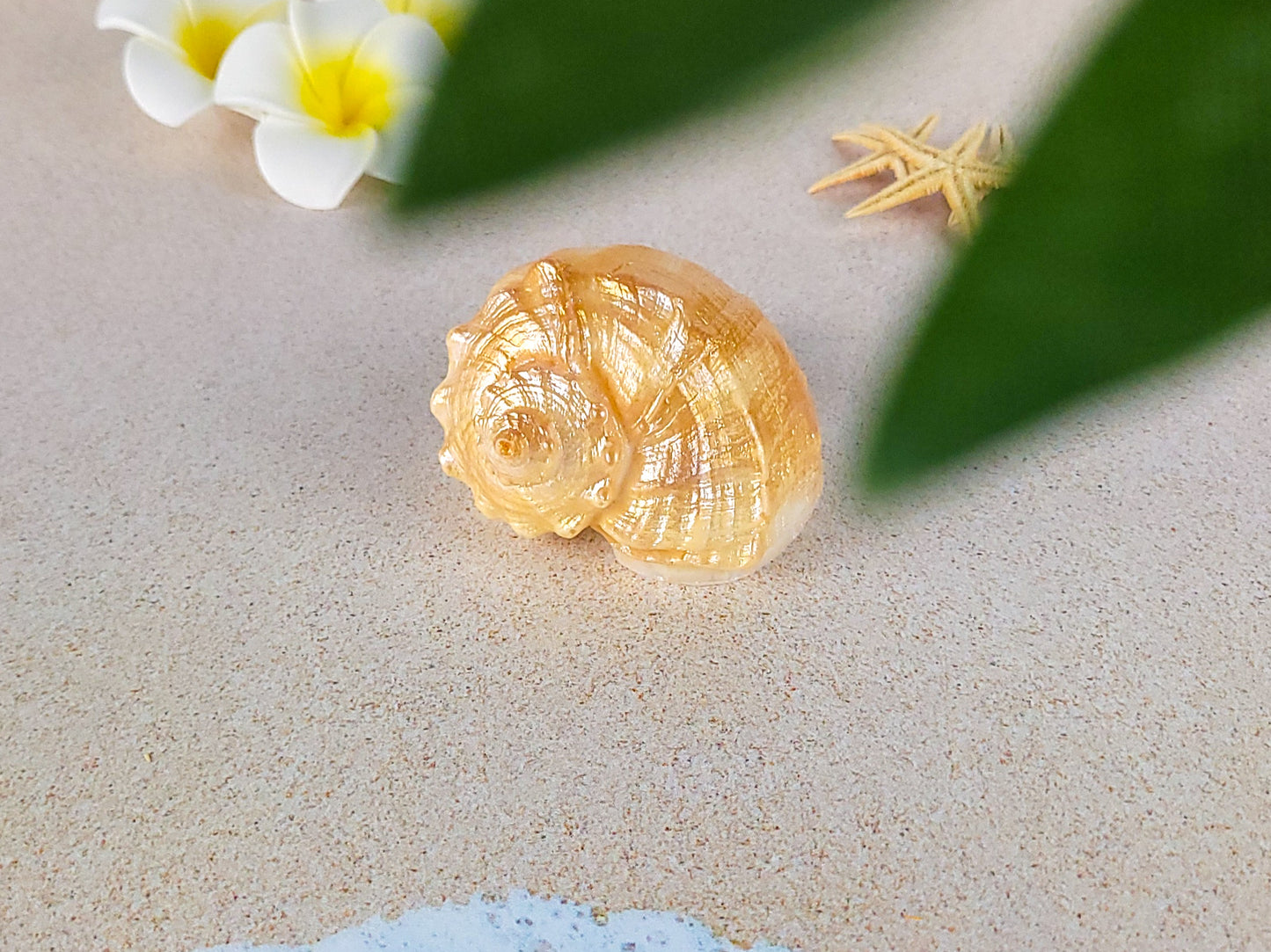 Seashell Soap Rapana